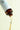 5.5 Licorice pH Balancing Cleansing Toner
