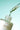 Moringa Pure Plant Beauty Oil